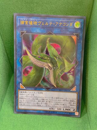 捕食植物ヴェルテ・アナコンダ ウルトラレア