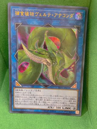 捕食植物ヴェルテ・アナコンダ ウルトラレア