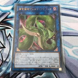 捕食植物ヴェルテ・アナコンダ ウルトラレア