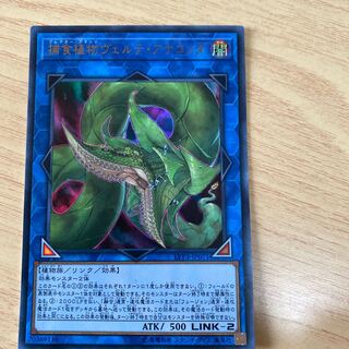 捕食植物ヴェルテ・アナコンダ ウルトラレア