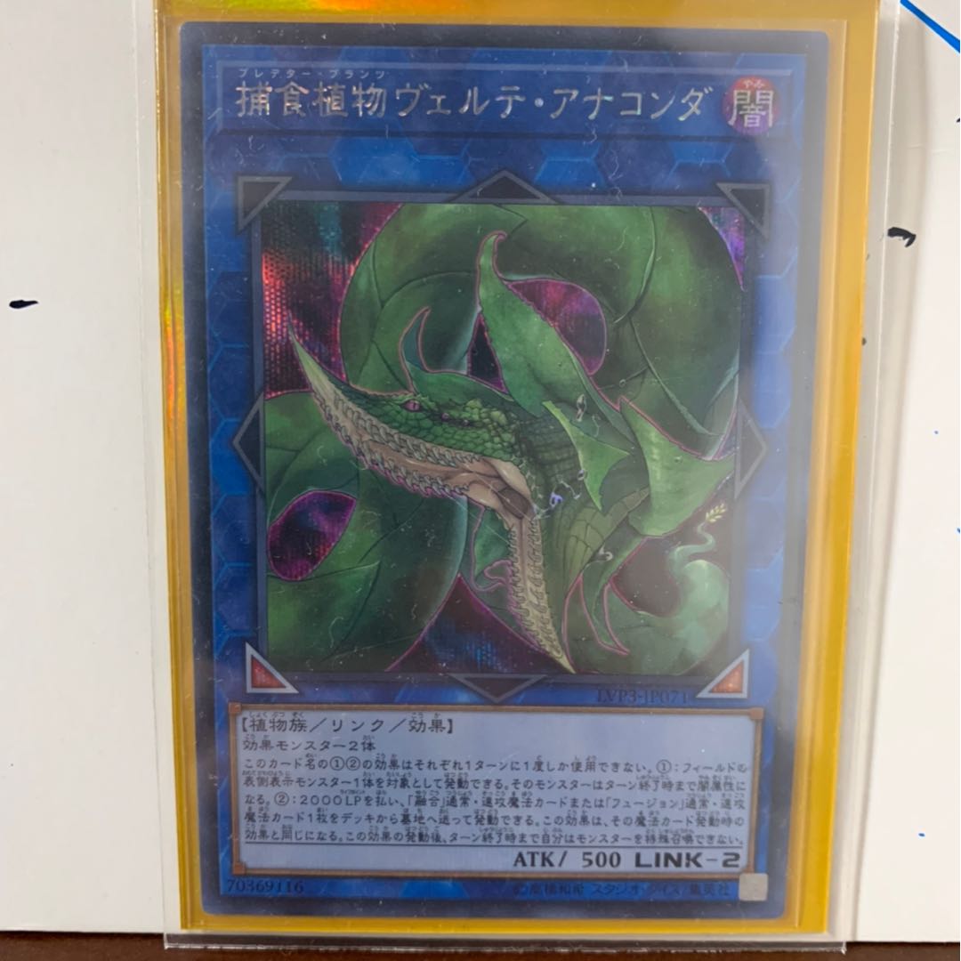 [美品]捕食植物ヴェルテ・アナコンダ　シク