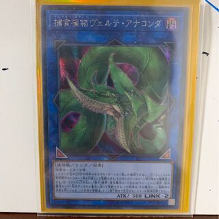 [美品]捕食植物ヴェルテ・アナコンダ　シク