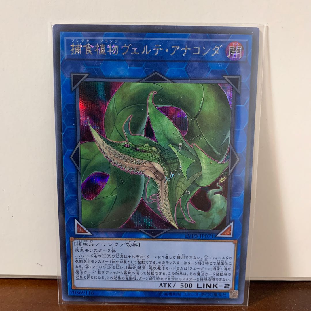 [美品]捕食植物ヴェルテ・アナコンダ　シク