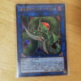 捕食植物ヴェルテアナコンダ