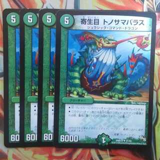 寄生目 トノサマパラス 四枚セット