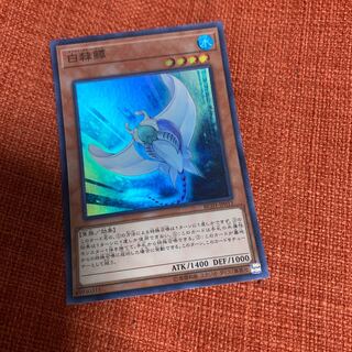 白棘鱏　スーパー