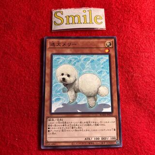 迷犬メリー#2040