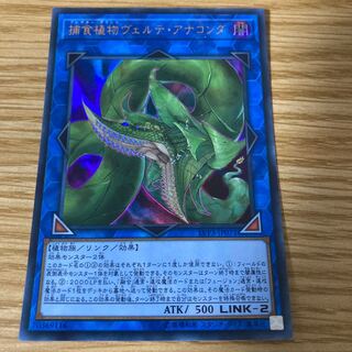 捕食植物ヴェルテ・アナコンダ ウルトラレア