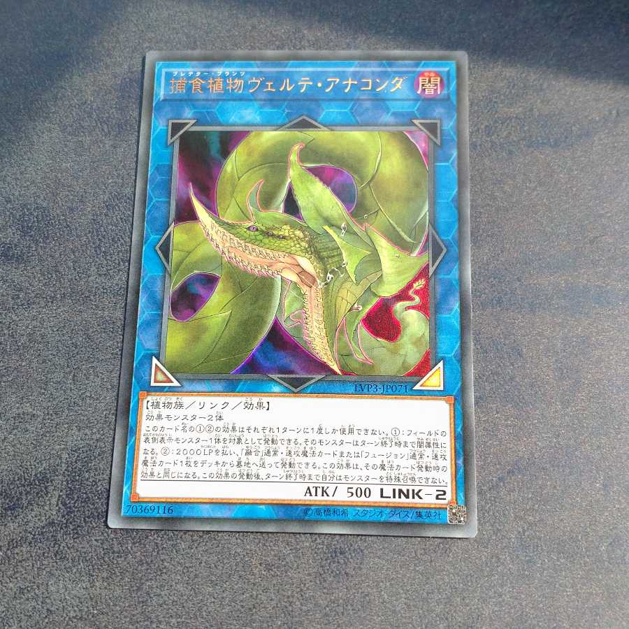 捕食植物ヴェルテ・アナコンダ ウルトラレア 【木林堂】