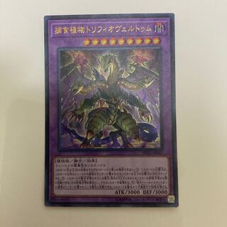 捕食植物トリフィオヴェルトゥム ウルトラレア