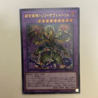 捕食植物トリフィオヴェルトゥム ウルトラレア