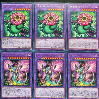 捕食植物キメラフレシア　グリーディヴェノムフュージョンドラゴン　6枚セット