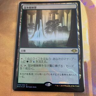 MTG 冠水樹林帯 Foil モダンモライゾン