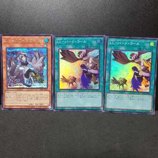 LL - Celeste Wagtail Lyrilusc - Bird Call