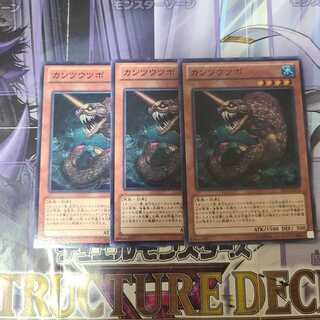 カンツウツボ ノーマル　3枚