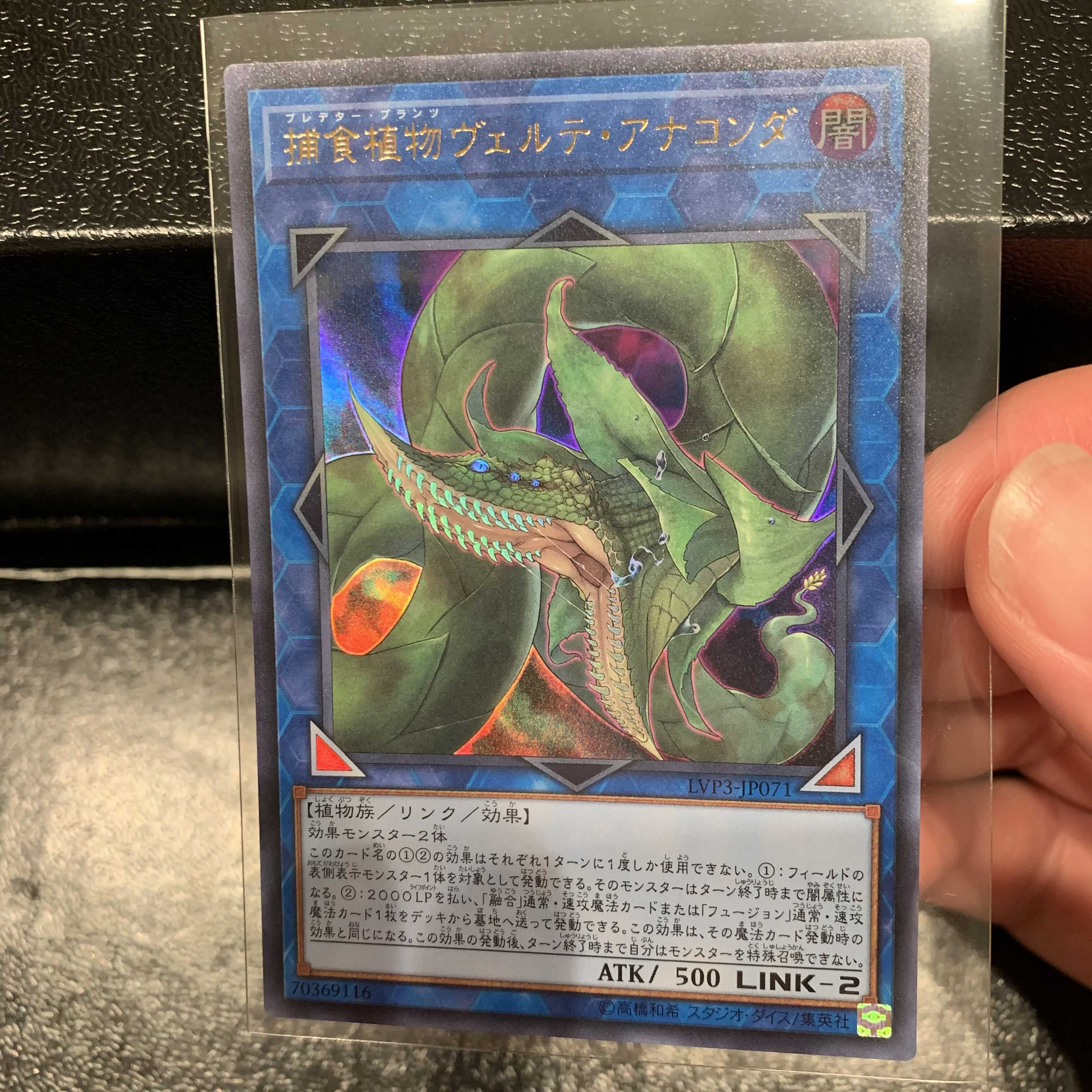 捕食植物ヴェルテ・アナコンダ ウルトラレア