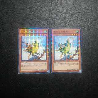 #雨　霞の谷の雷鳥 ミストバレーのらいちょう 2枚