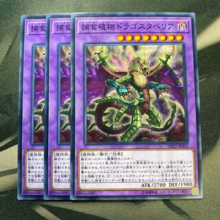 捕食植物ドラゴスタペリア ノーマル