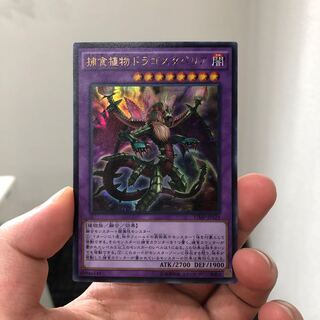 ドラゴスタペリア 1枚