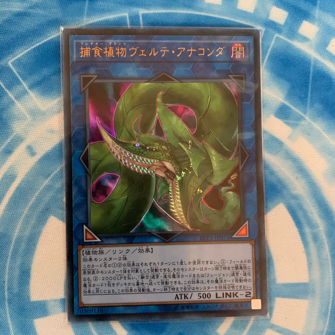 捕食植物ヴェルテ・アナコンダ ウルトラレア