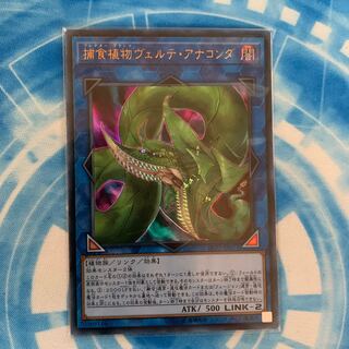 捕食植物ヴェルテ・アナコンダ ウルトラレア