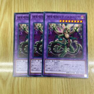 捕食植物ドラゴスタペリア ノーマル