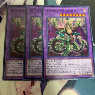 捕食植物ドラゴスタペリア