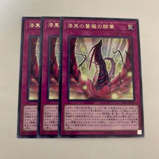 漆黒の薔薇の開華　3枚