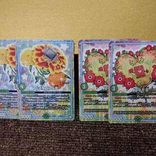 マリゴルド アネモ セット