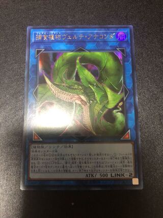 捕食植物ヴェルテ・アナコンダ ウルトラレア