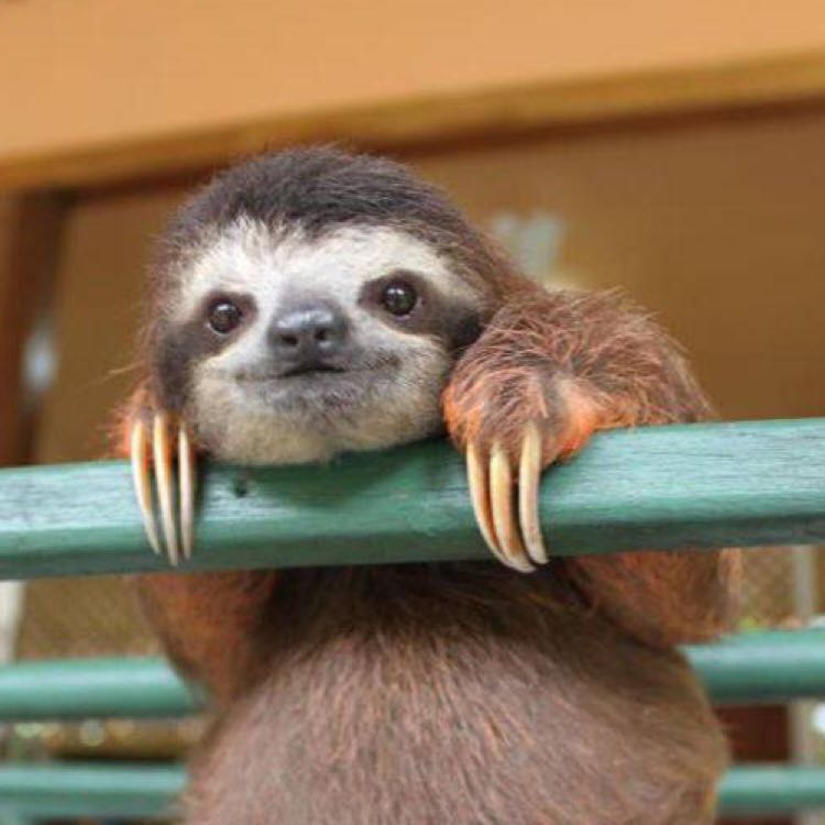 Senzimonさん専用出品レックウザ ユリーカ 願いのバトン