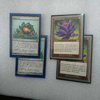 睡蓮の花、blacker  lotus