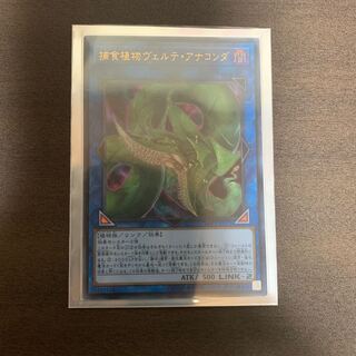 捕食植物ヴェルテ・アナコンダ ウルトラレア