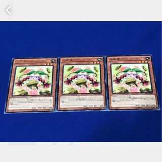 【ぽぽたん】遊戯王 占術姫コインノーマ 3枚 レア