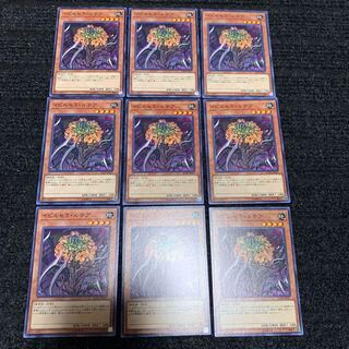 イビルセラ・ルテア ノーマル