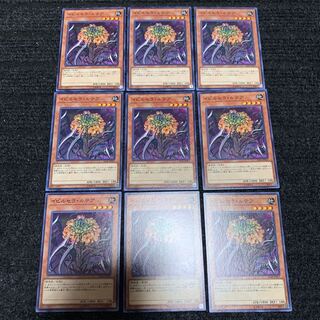 イビルセラ・ルテア ノーマル