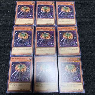 イビルセラ・ルテア ノーマル