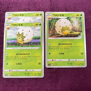 ワタシラガ 3枚