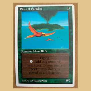 Final Price Drop Summer Magic : Birds of Paradise