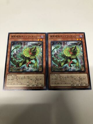 捕食植物サンデウ・キンジー2枚セット