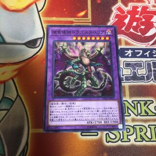 捕食植物ドラゴスタペリア ノーマル