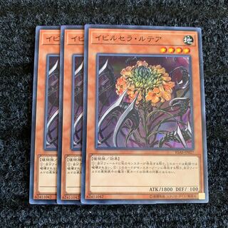 イビルセラ・ルテア ノーマル