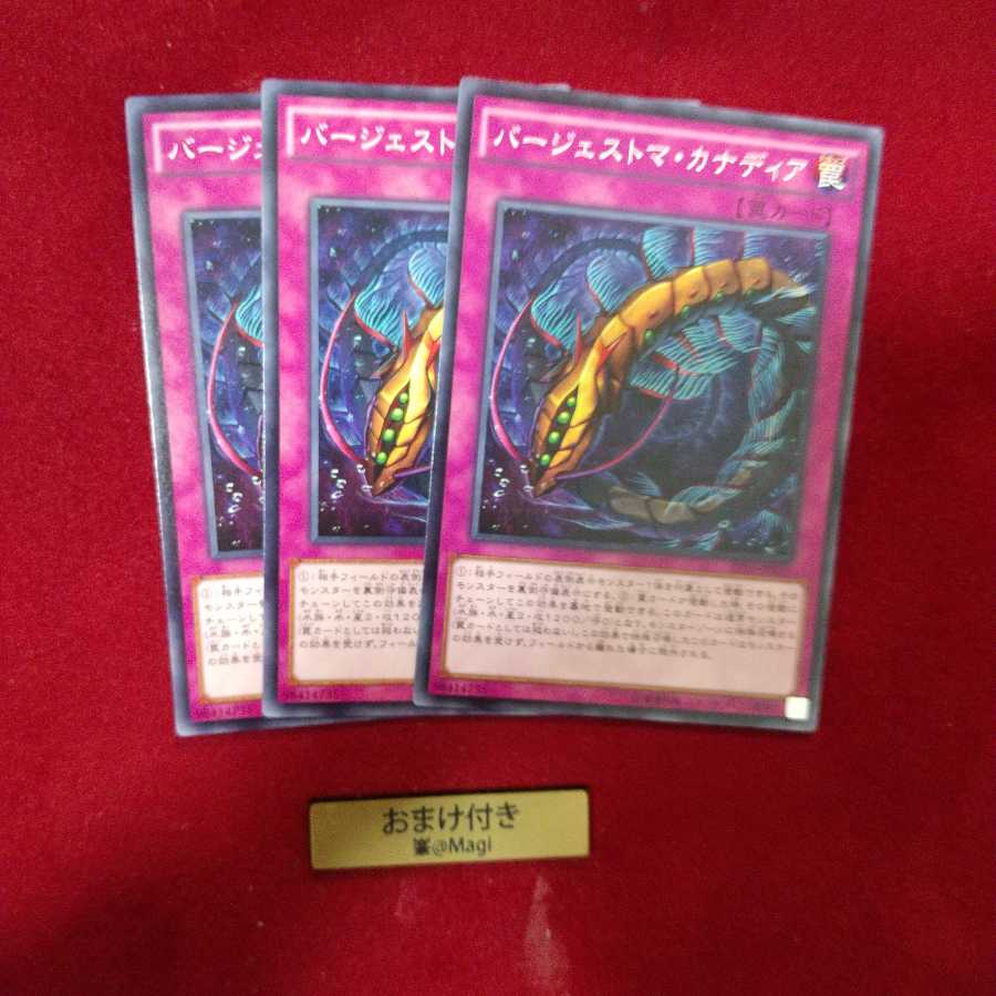 バージェストマ・カナディア ノーマル