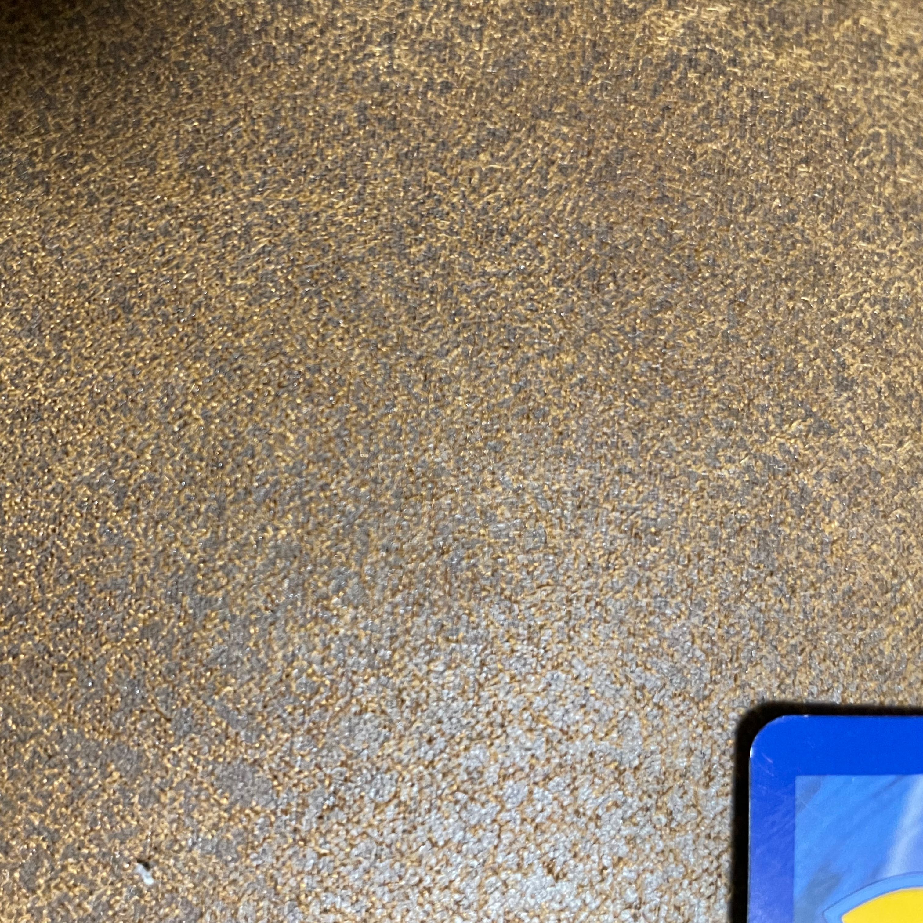 ブラッキー、エーフィgx 海外カードチャンピオンズ ・リーグ2018