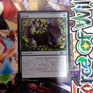 夏の帳　日本語　一枚