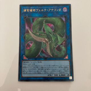 捕食植物ヴェルテ・アナコンダ ウルトラレア