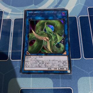 捕食植物ヴェルテ・アナコンダ ウルトラレア