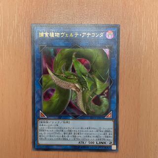 捕食植物ヴェルテ・アナコンダ