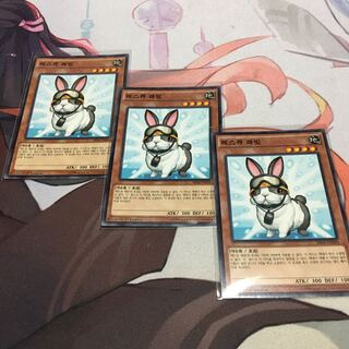 Korea] Rescue Rabbit Normal