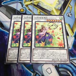 いろはもみじ ノーマル　Hulu 2352